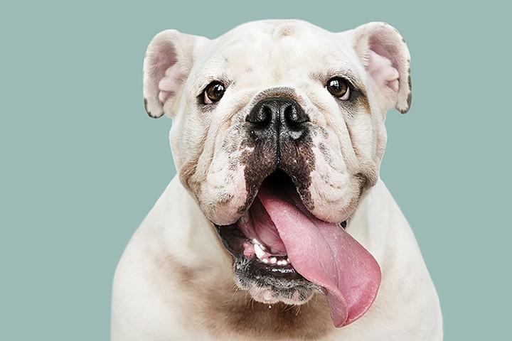 Cão de porte médio em fundo colorido, representando a linha de atendimento veterinário